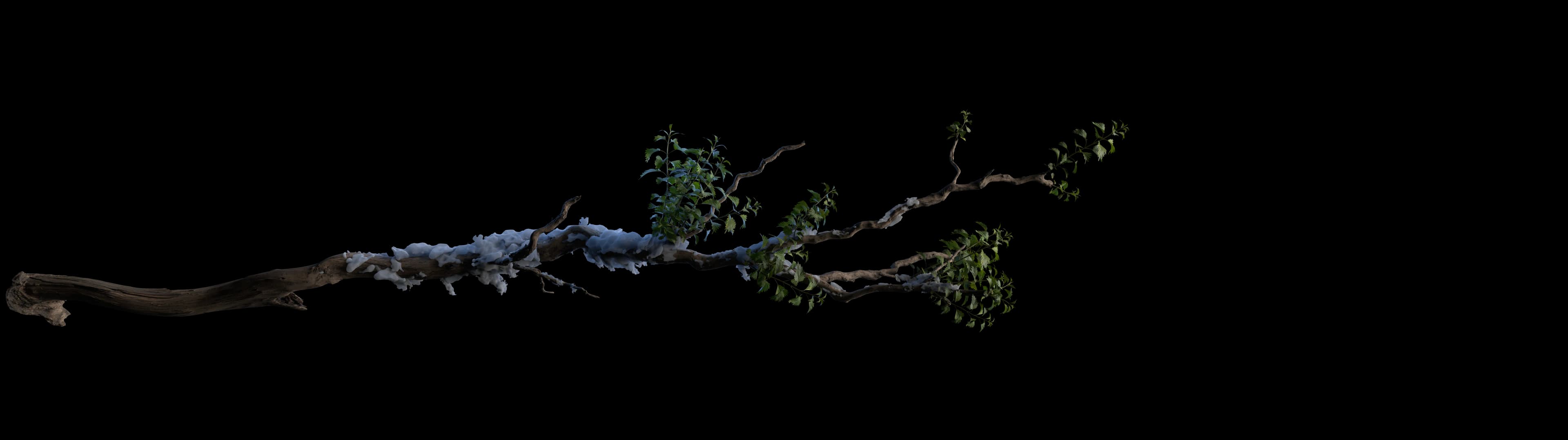 vines