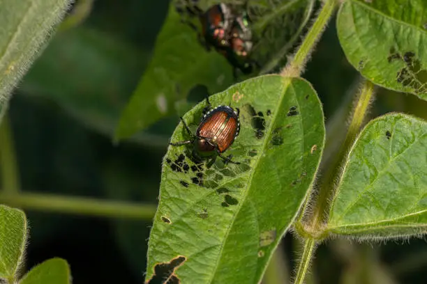 Pest Deterrence