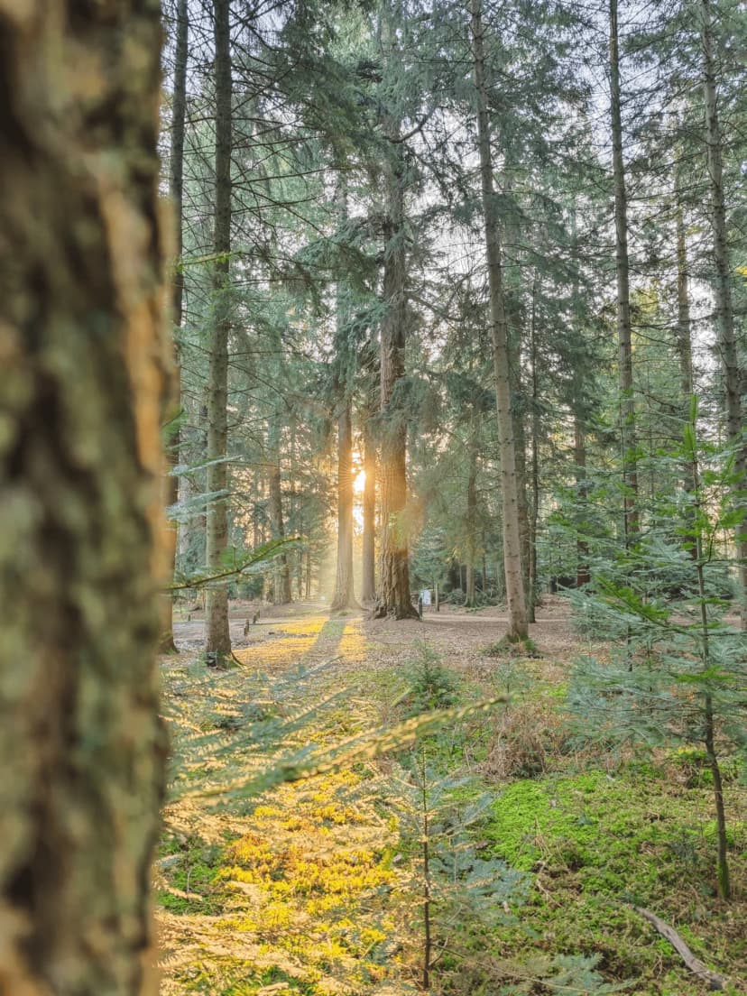 /forest.webp
