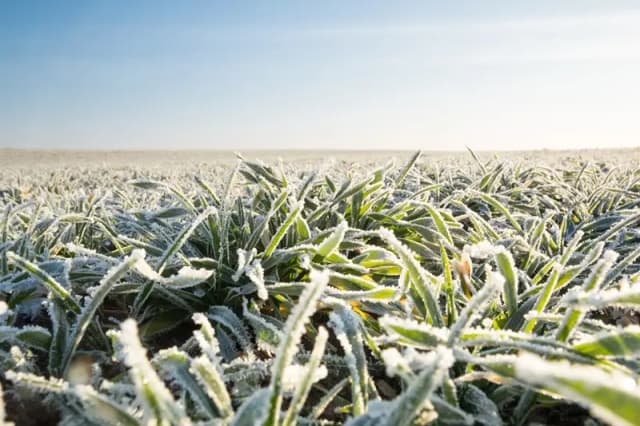 /frozen_crop.webp