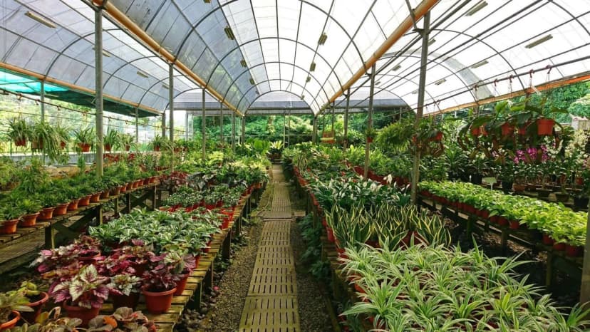 /greenhouse.webp