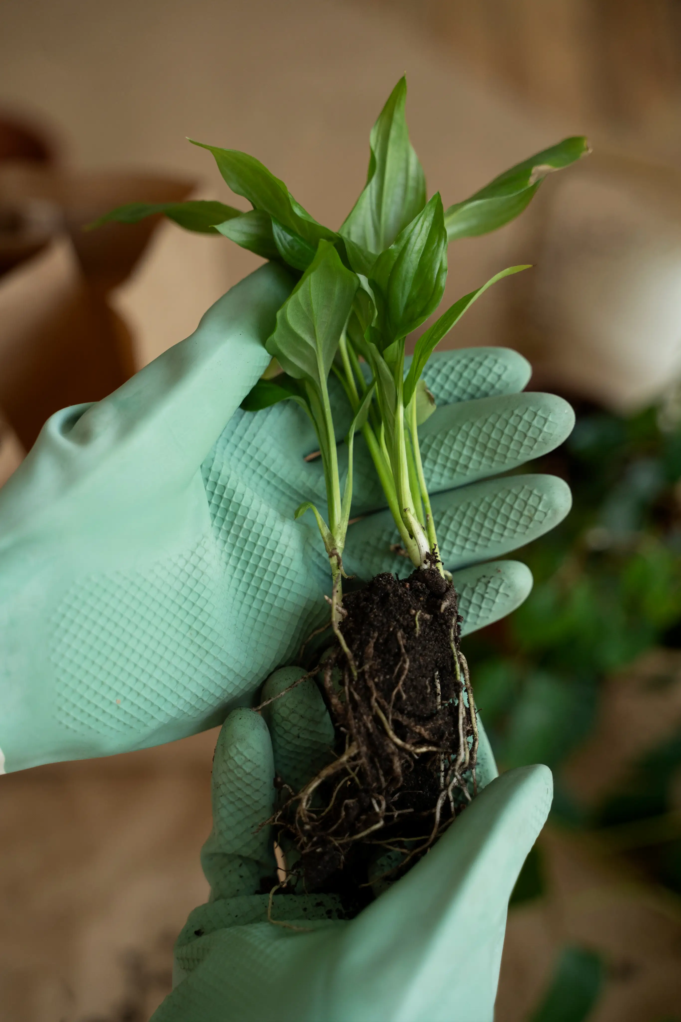 Root Vitality Boost