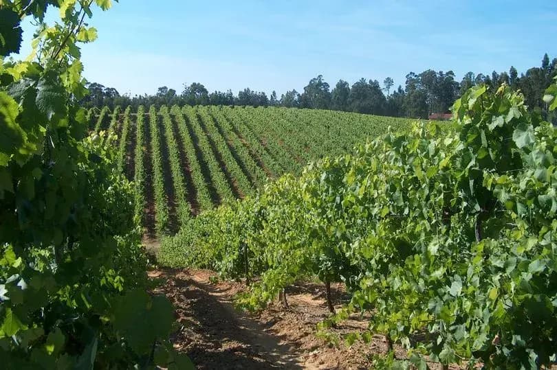 /vineyard.webp
