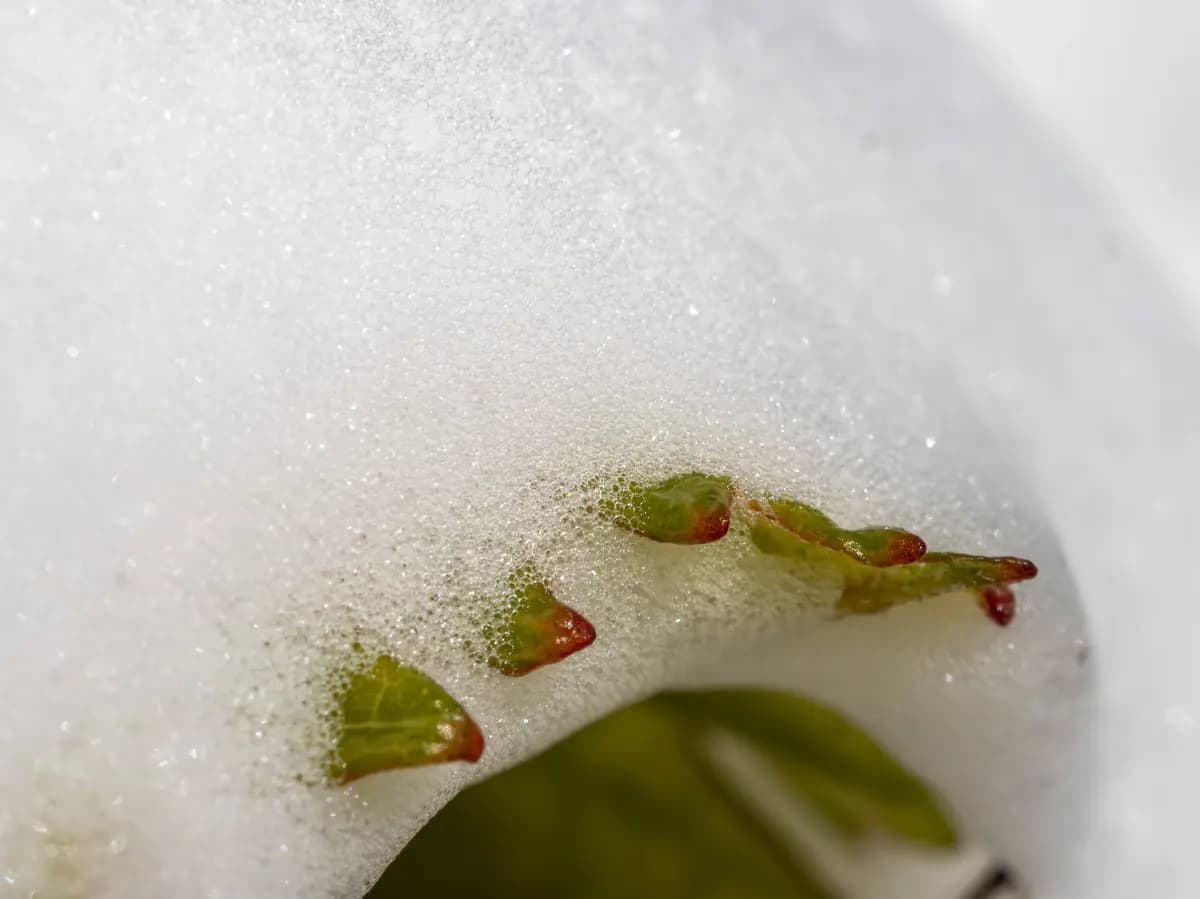 Foam Leaf